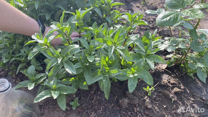 Мята рассада и на срез