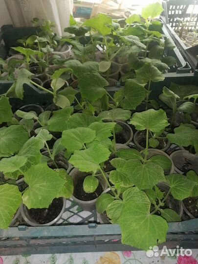 Рассада петунья, бархатцы, лаватера, георгины и тд