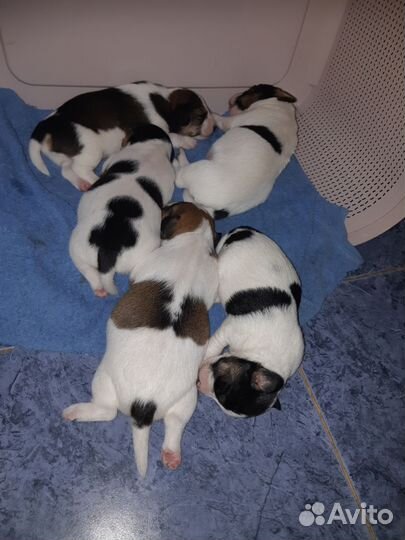 Щенки