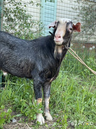 Англо нубийский козел