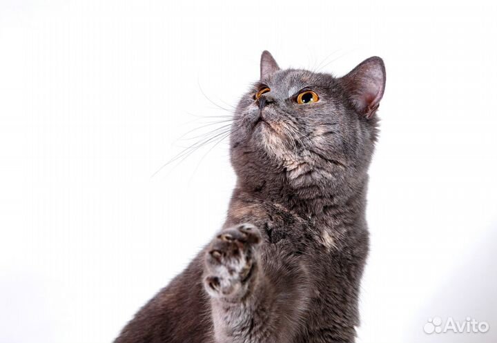 Эта кошь найдет ключик к вашему сердцу