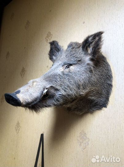 Чучела кабана, оленихи и рога лося