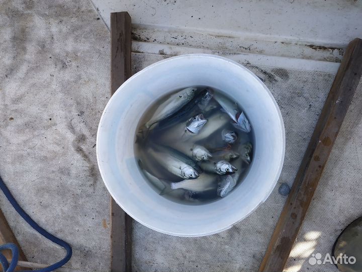 Рыбалка\Прогулки на катере