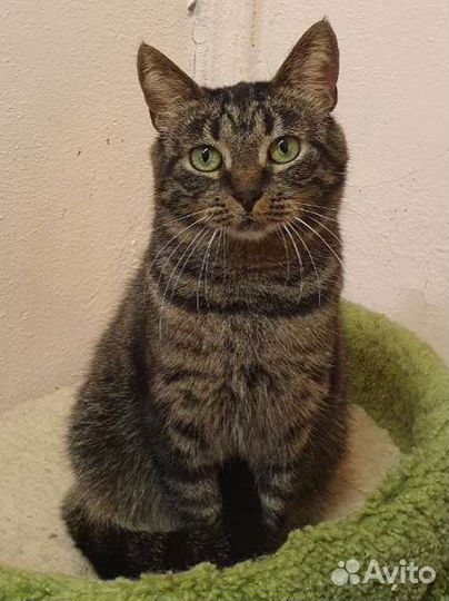 Полосатая ласкуша