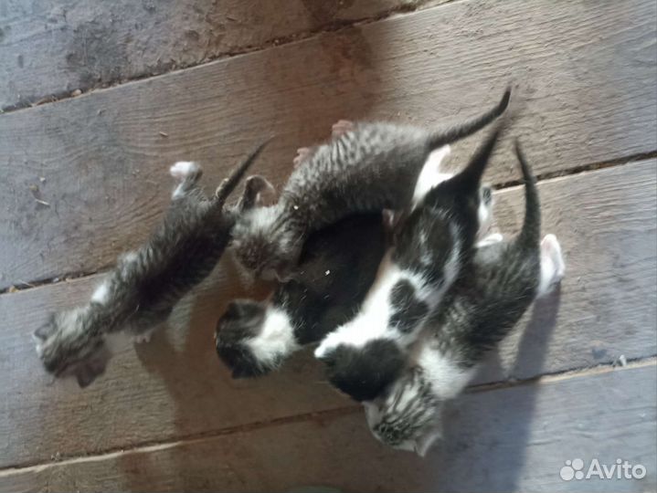 Котята в добрые руки