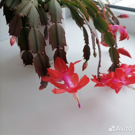 Декабрист (шлюмбергера), комнатный цветок