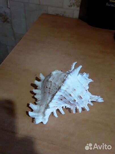 Ракушка Мурекс ветвистый