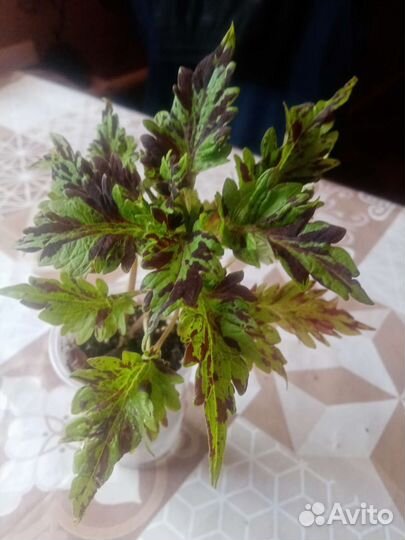 Колеусы сортовые