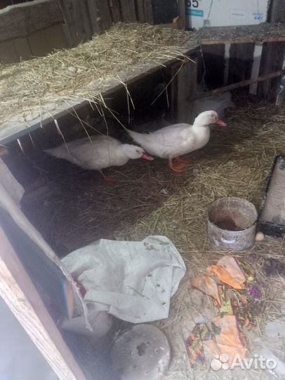 Инд. Утки пол. Года