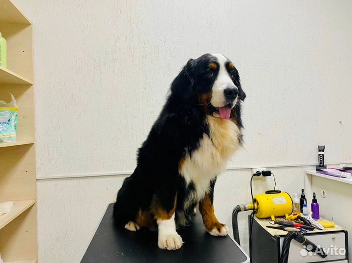 Стрижка собак крупных пород