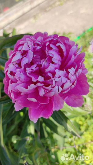 Пионы сортовые саженцы