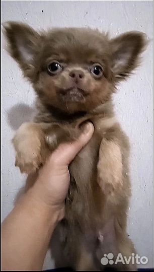 Лиловый красавчик
