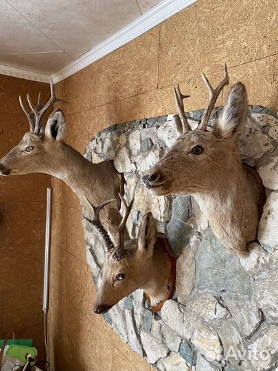 Чучело головы косули