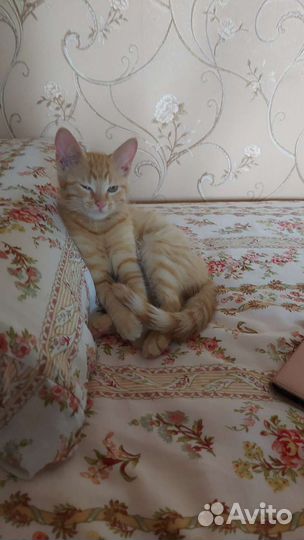 Рыжий котенок в дар 2,5 месяца мальчик