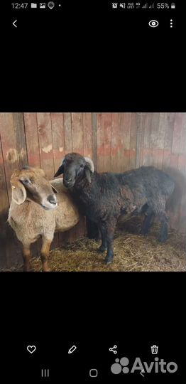 Гисарские бараны