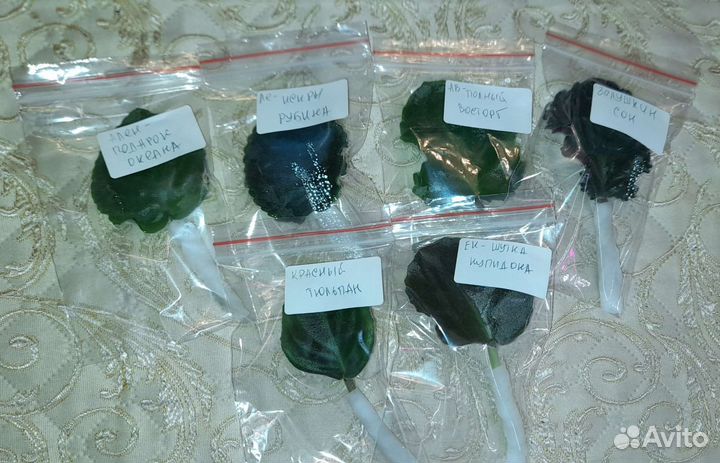 Листочки сортовых фиалок. Соберу наборы новичка