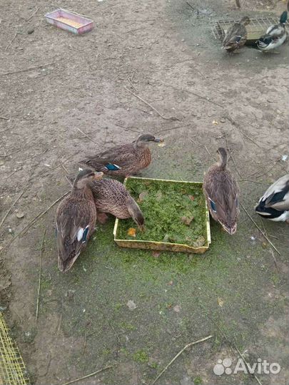 Утки подсадные