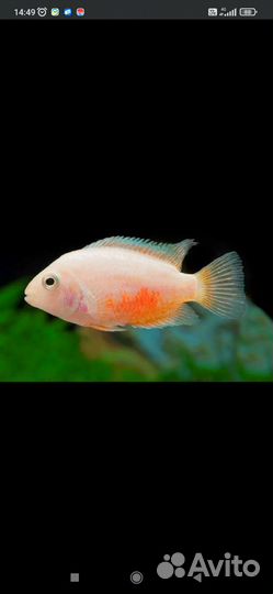 Цихлазома чернополосая и фламинго