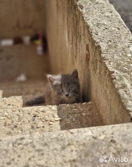 Котик в дар