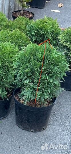 Туя смарагд