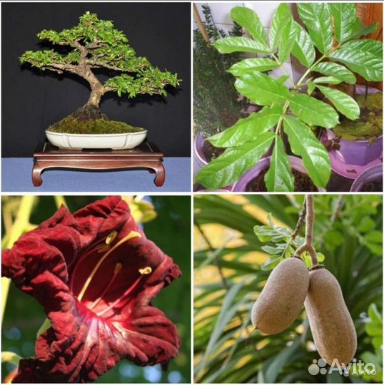 Делонекс,Кигелия,Метросидерос,Рафиолепсис семена