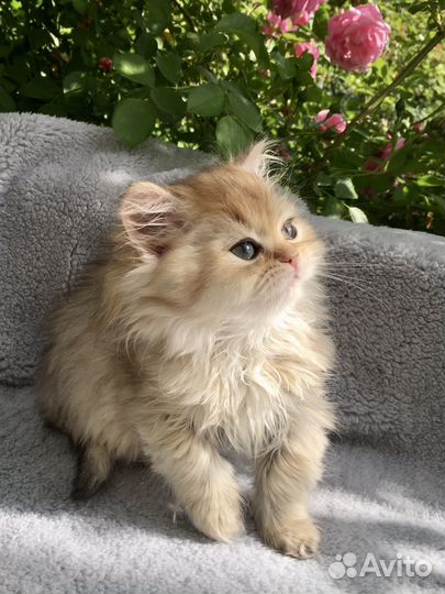 Британские котята