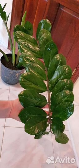 Замиокулькас