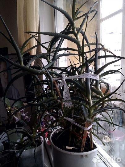 Алоэ лечебный