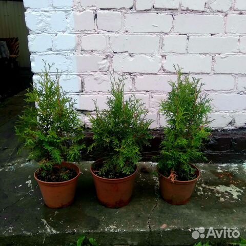 Саженцы хвойных растений