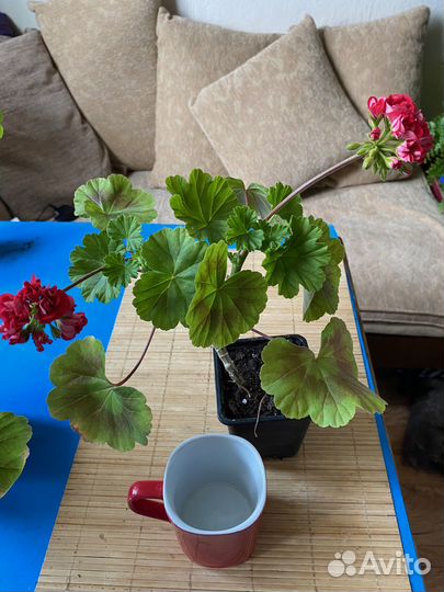 Комнатные растения цветы