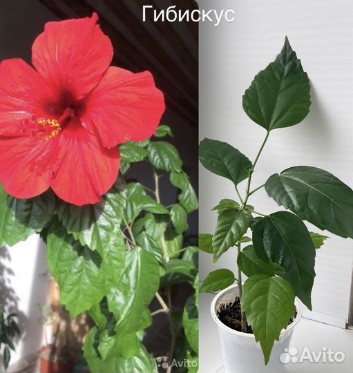 Продаю цветы