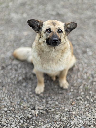 Ищем дом для миниатюрной собаки