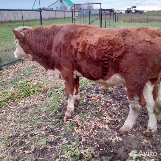 Корова телята и бычки