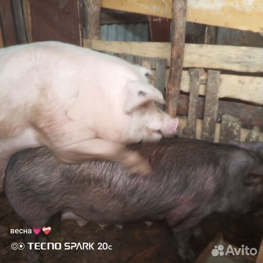 Хряк на племя