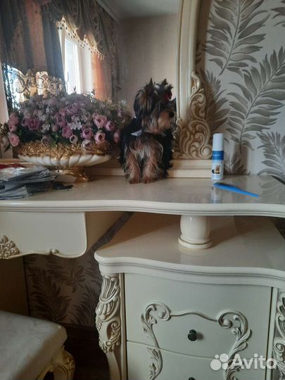 Собаки