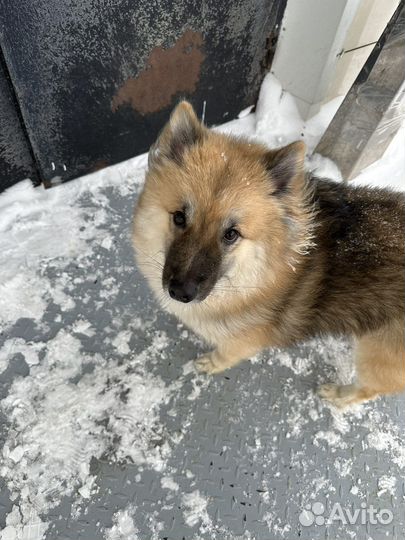 Собака, девочка вольф-шпиц в добрые руки