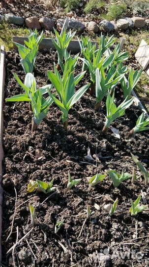 Лук Суворова, многолетний