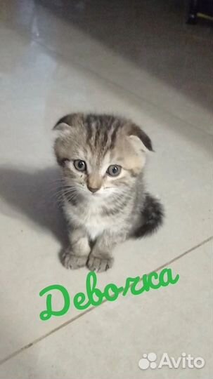 Шотландская