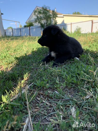 Щенки даром в добрые руки