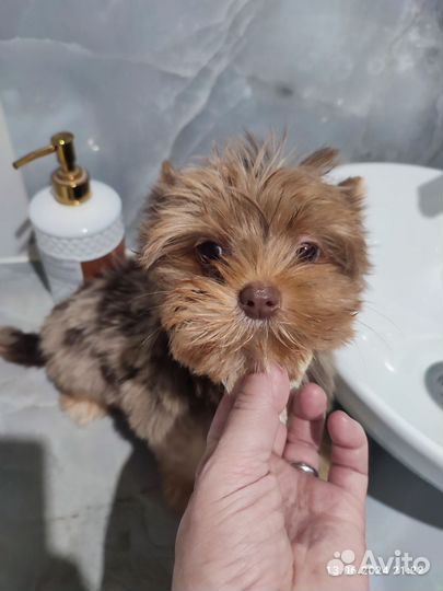 Йоркширский терьер мерле