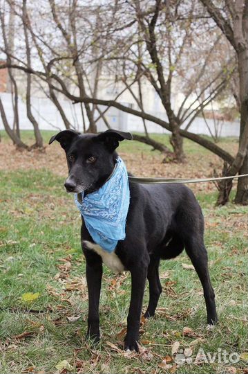 Трусишка Багира ищет дом