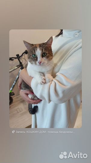 Кошки в добрые руки