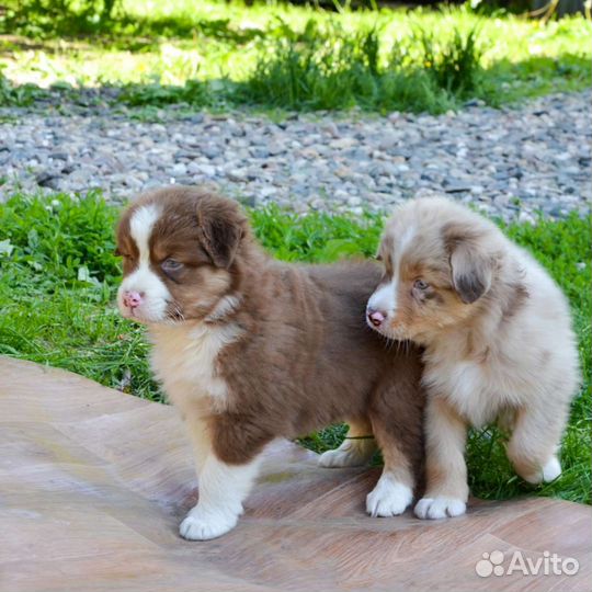 Малыши Аусси с документами