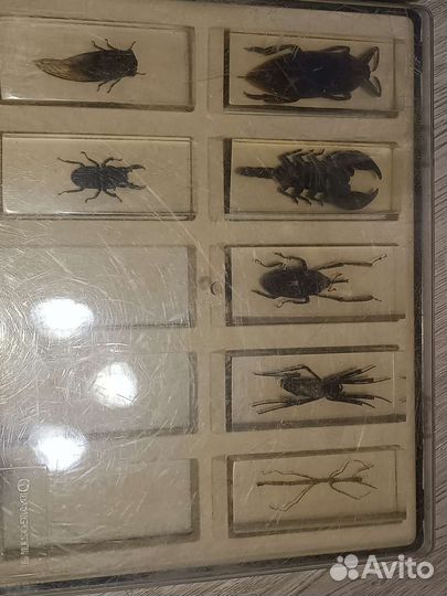 Насекомые в стекле