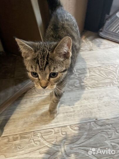 Кошка