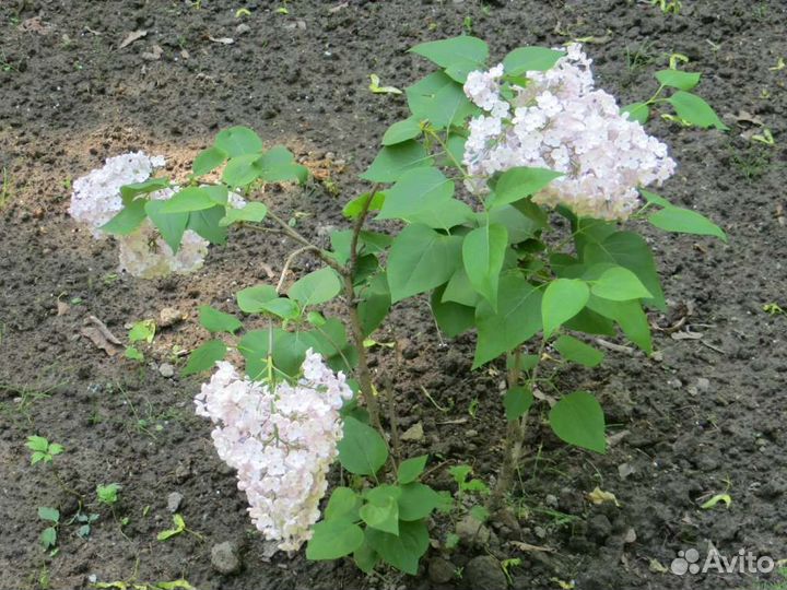 Сирень белая сортовая