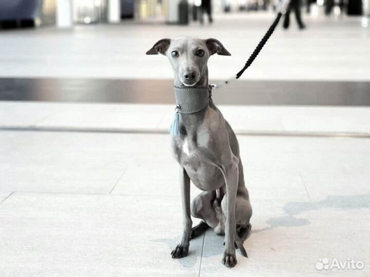 Вязка кобель левретка (итальянский грейхаунд)