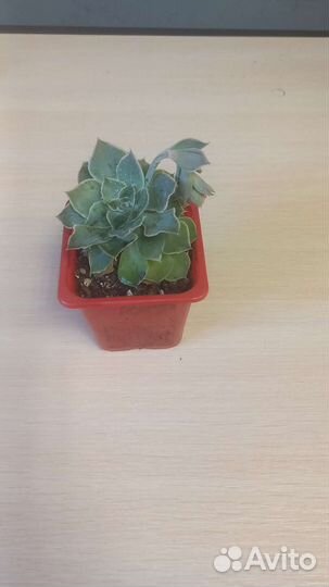 Эхеверия лиловая