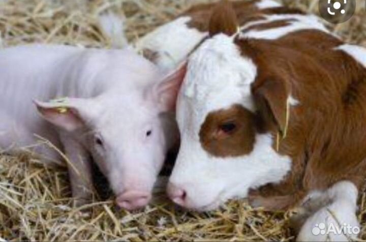 Сухое молоко