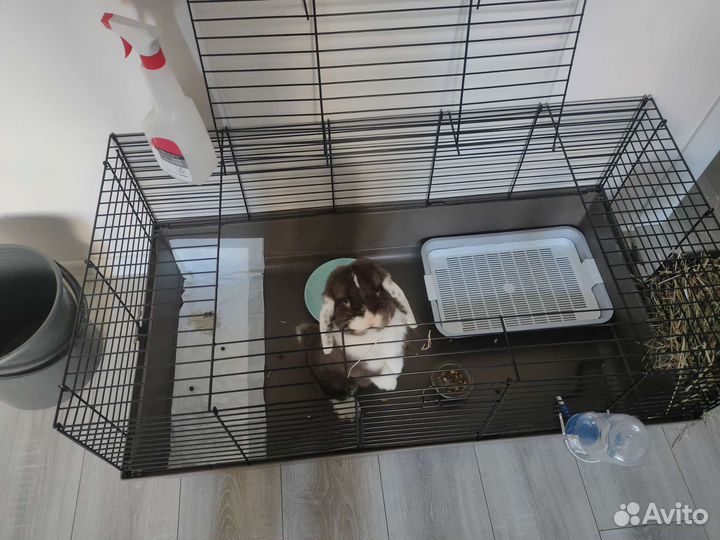 Ручной минилоп до 7июля,потом уезжаю